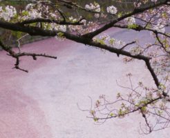 千鳥ヶ淵桜イメージ