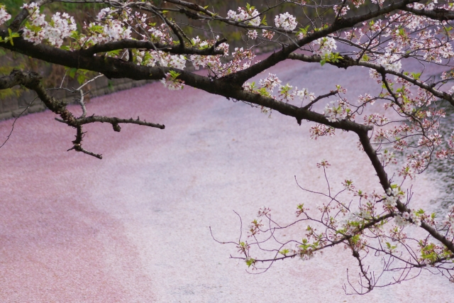 千鳥ヶ淵桜イメージ