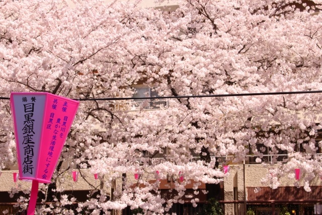 目黒川桜イメージ