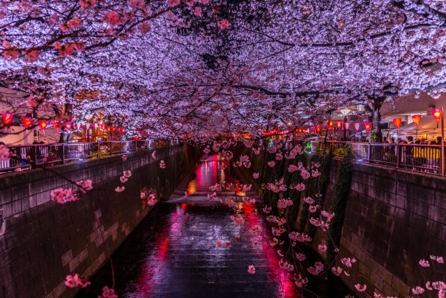 目黒川の夜桜のライトアップ