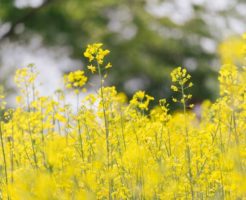 菜の花イメージ