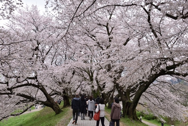 淀川河川公園桜