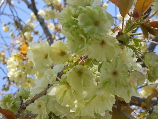 造幣局の変わった桜