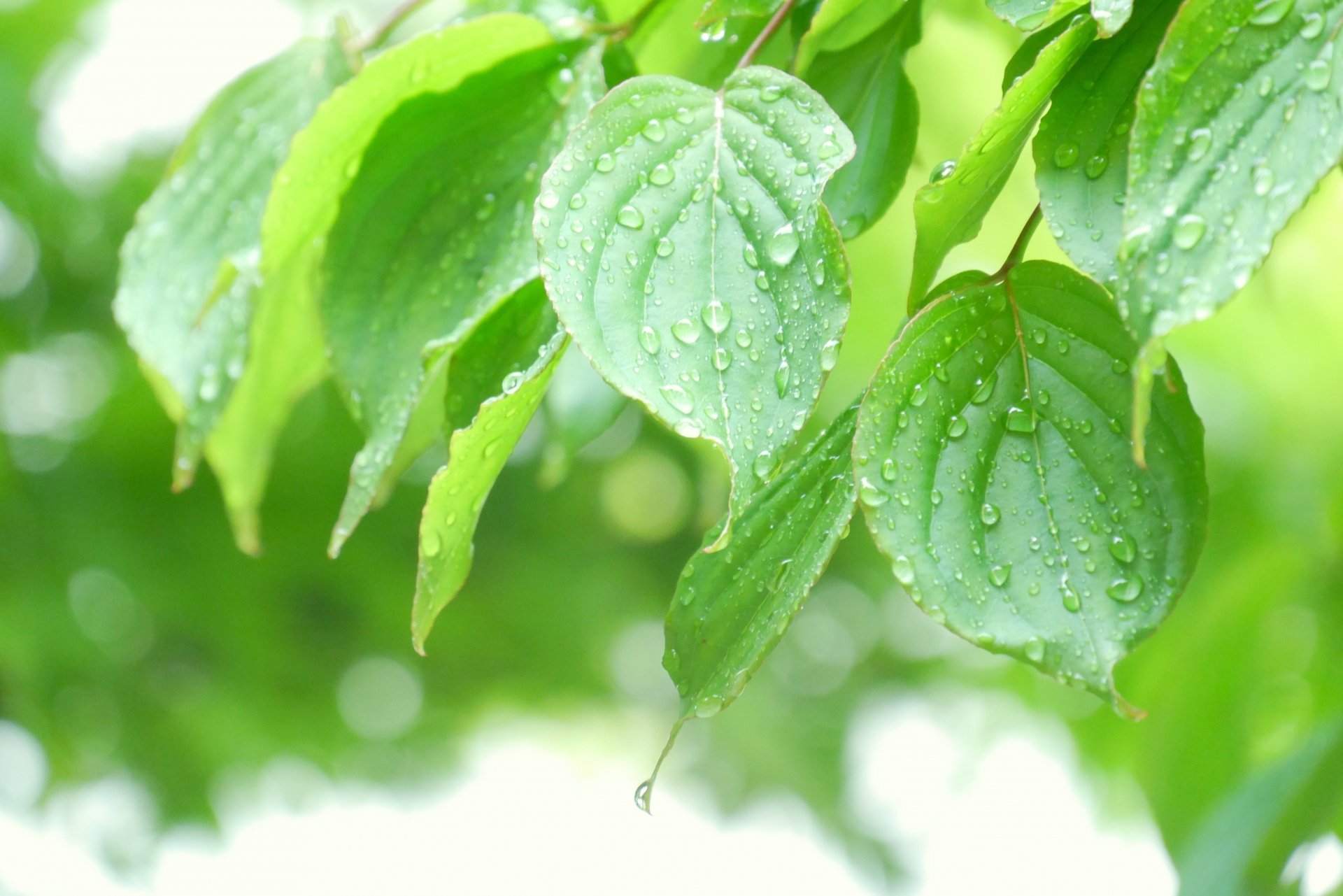 雨降りイメージ